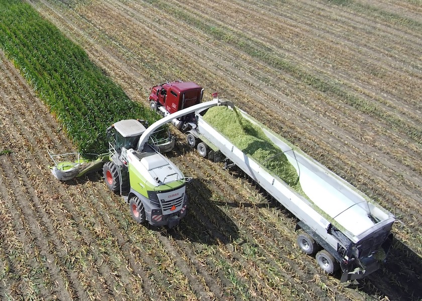 Tips For Transitioning A New Corn Silage Crop Into The Diet Dairy Herd